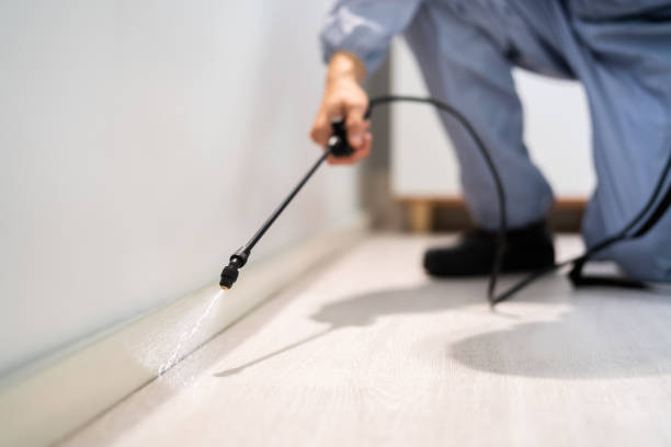 Licensed Wasp Removal service in Frostburg, MD - Show Me Pest Control